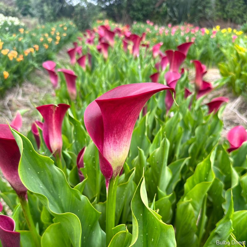 Bulbs Direct Majestic Red Callas | Order Calla Lily Bulbs online | Bulbs Direct NZ