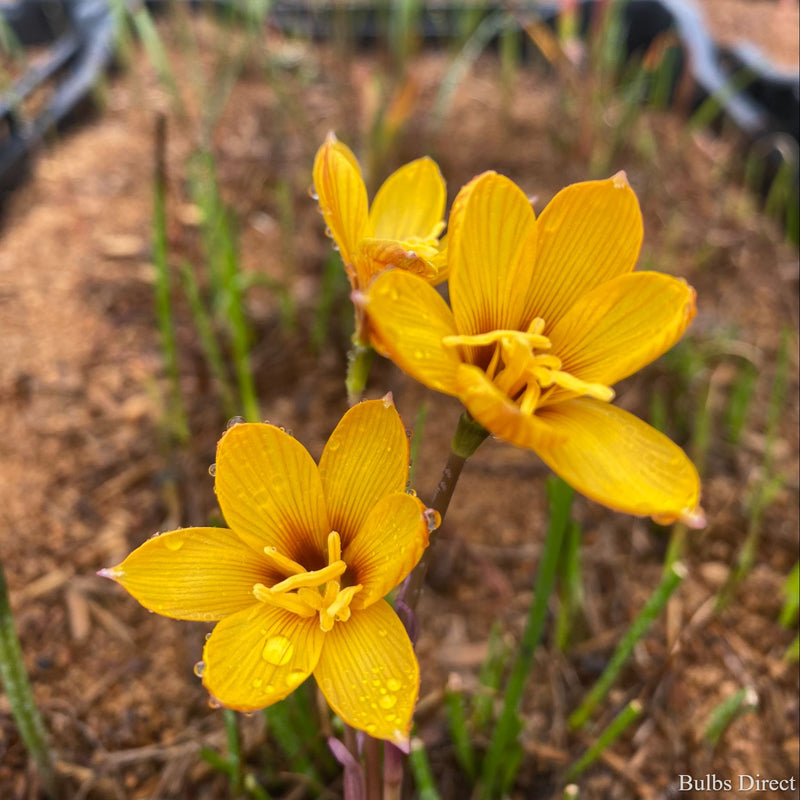 Zephyranthes Tubispatha