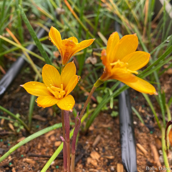 Zephyranthes Tubispatha