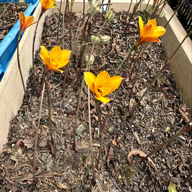 Zephyranthes Tubispatha