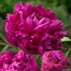 Inspecteur Lavergne Peony Double