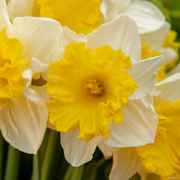 Las Vegas Daffodils | Order Daffodil Bulbs online | Bulbs Direct NZ