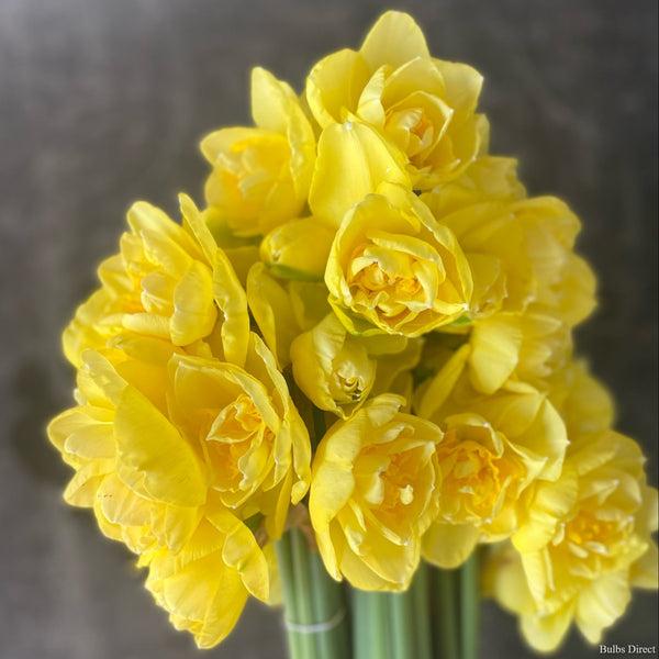 Last Dice Daffodil | Order Daffodil Bulbs online | Bulbs Direct NZ