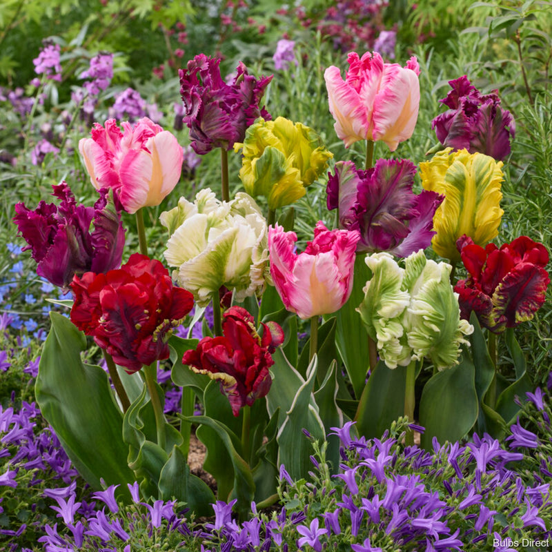 Parrot Tulip Mix | Order Tulip Bulbs online | Bulbs Direct NZ