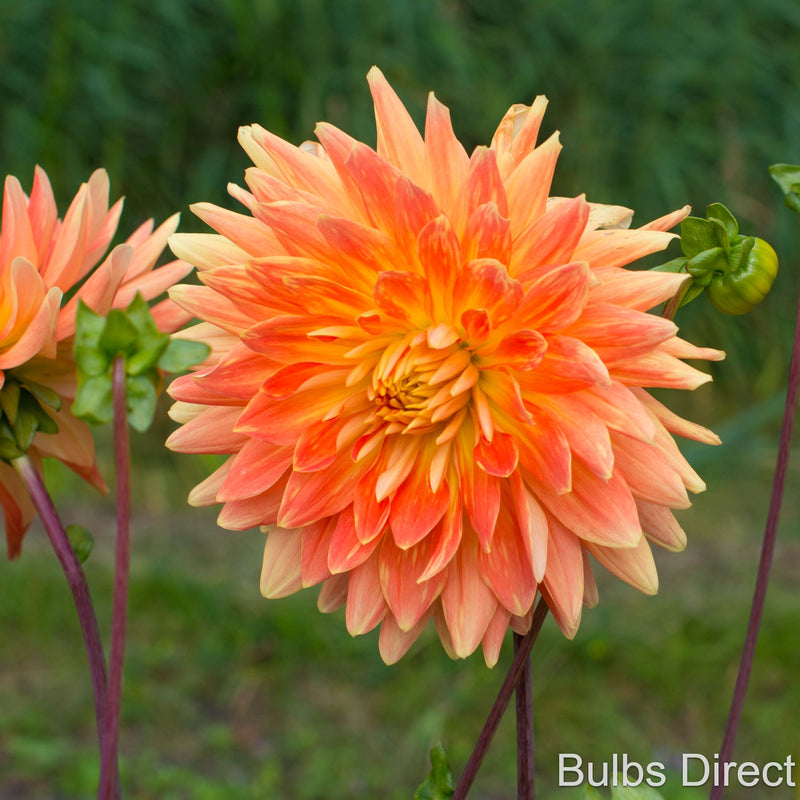 Motto Dahlias | Order your Dahlia Tubers online - Bulbs Direct NZ