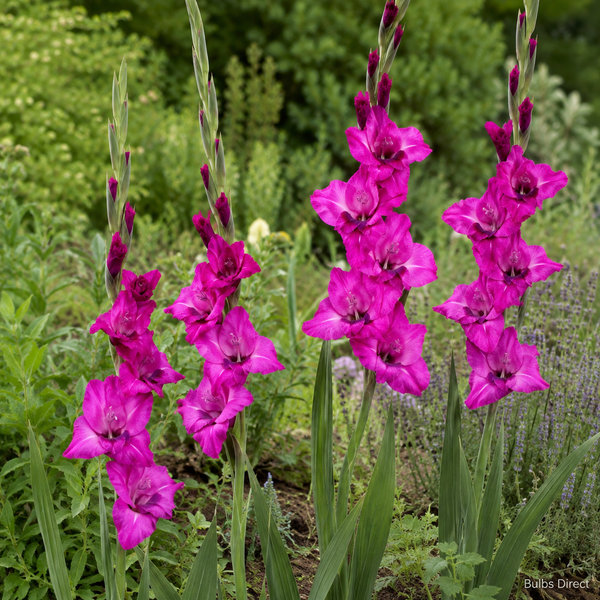 Mystic Magenta