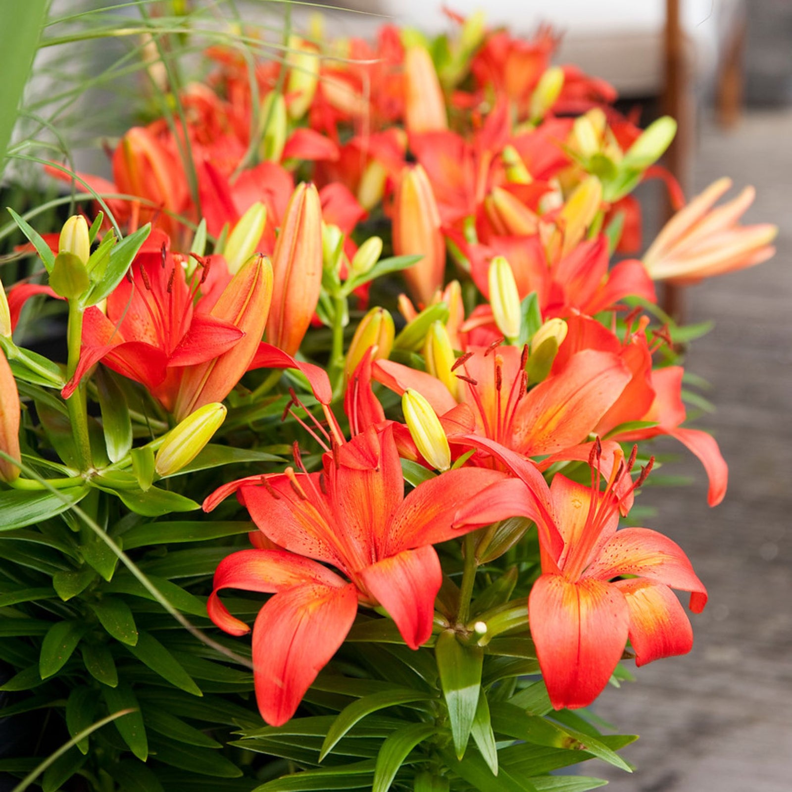 matrix red asiatic lily Red Matrix Asiatic Lily | Order Lily Bulbs online