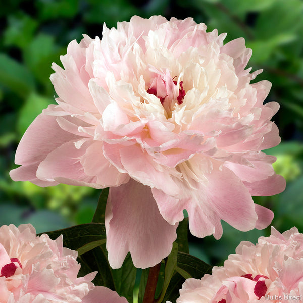 Alertie Peonies | Buy Alertie Peony Plants Online | Bulbs Direct