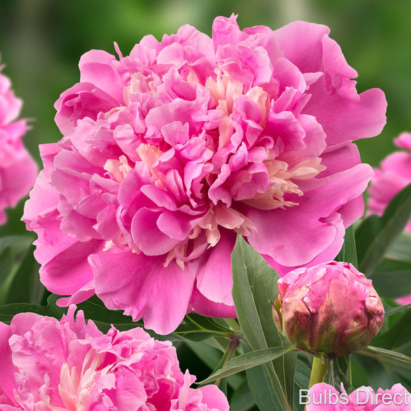 Anima Peonies | Buy Anima Peony Plants Online | Bulbs Direct