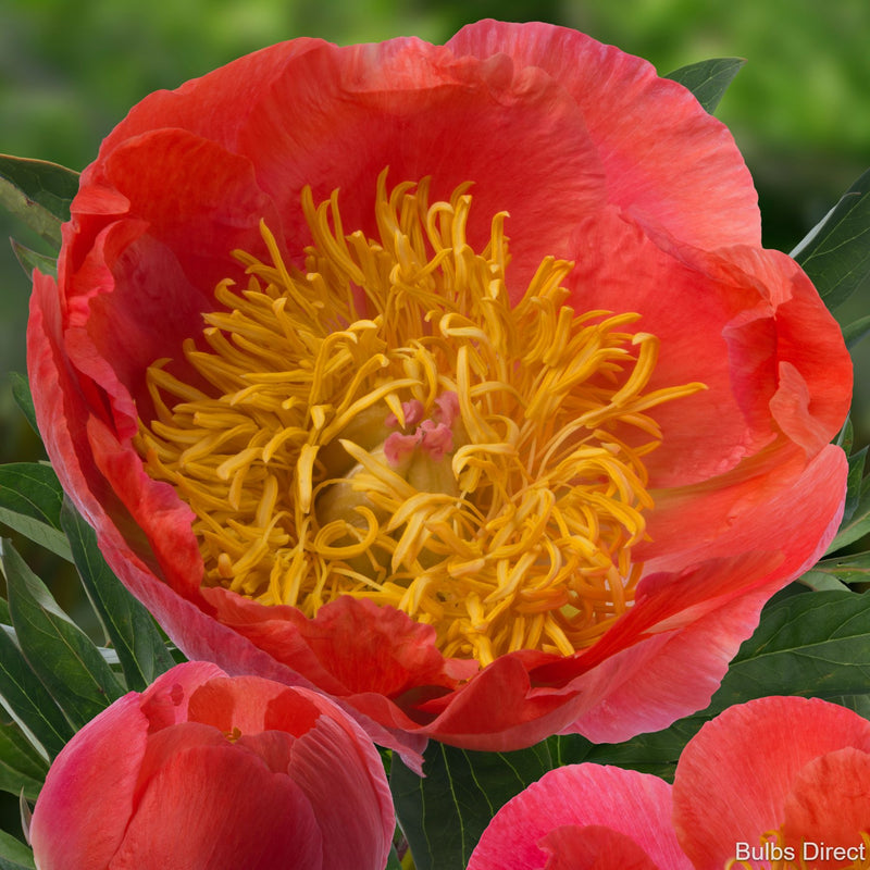 Bulbs Direct Peonies Coral Supreme Peonies | Buy Peony plants online | Bulbs Direct NZ