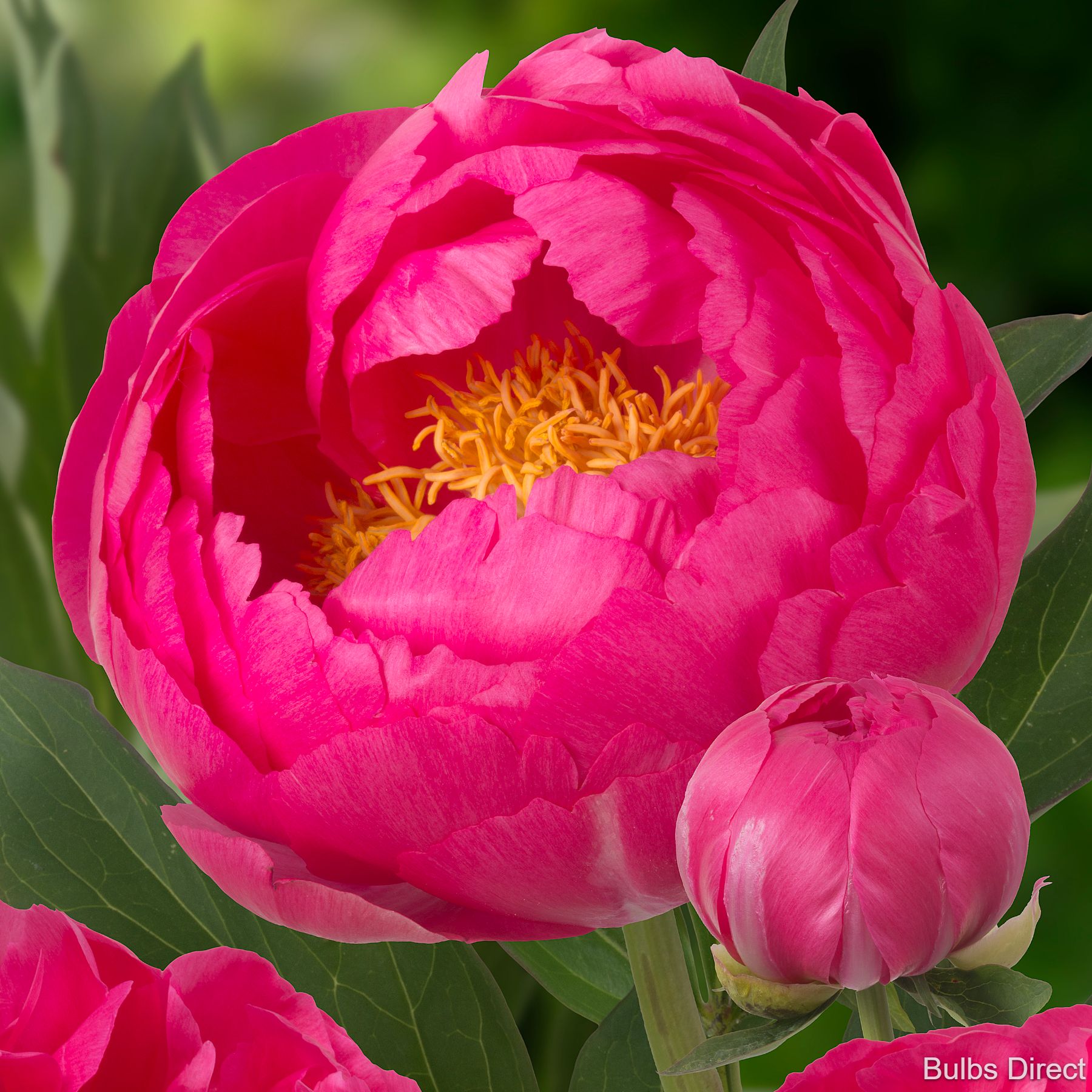 Bulbs Direct Peonies Cytherea Peonies | Buy Peony plants online | Bulbs Direct NZ