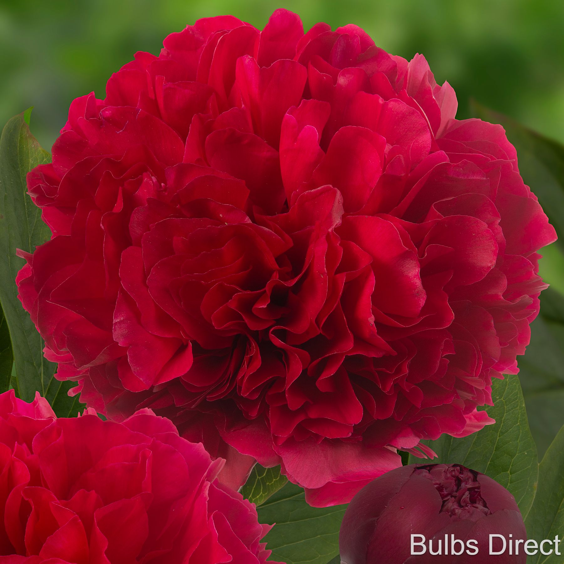 Bulbs Direct Peonies Delaware Chief Peonies | Buy Red Magic Peony Plants Online | Bulbs Direct