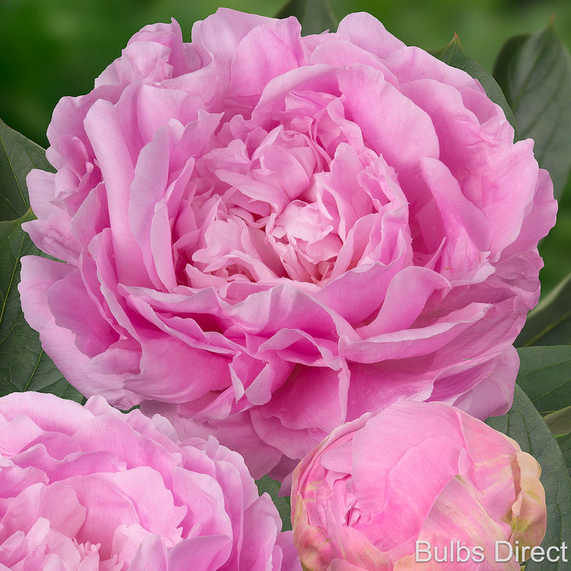 Bulbs Direct Peonies Red Magic Peonies | Buy Red Magic Peony Plants Online | Bulbs Direct
