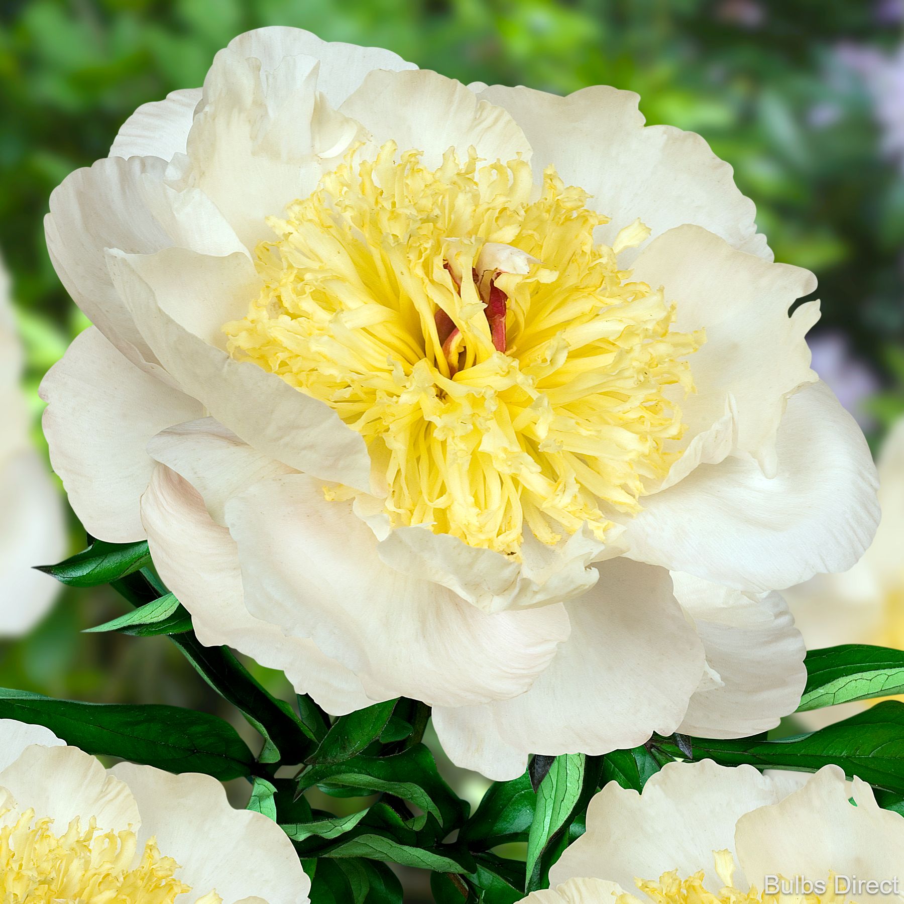 Bulbs Direct Peonies Gertrud Allen Peonies | Buy Peony plants online | Bulbs Direct NZ