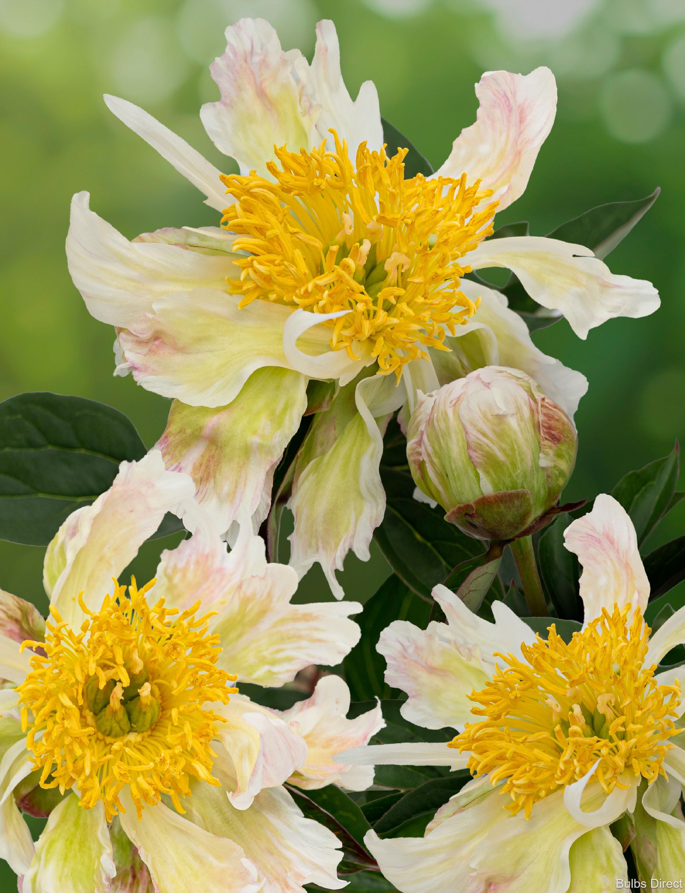 Bulbs Direct Peonies Green Lotus Peonies | Buy Peony plants online | Bulbs Direct NZ