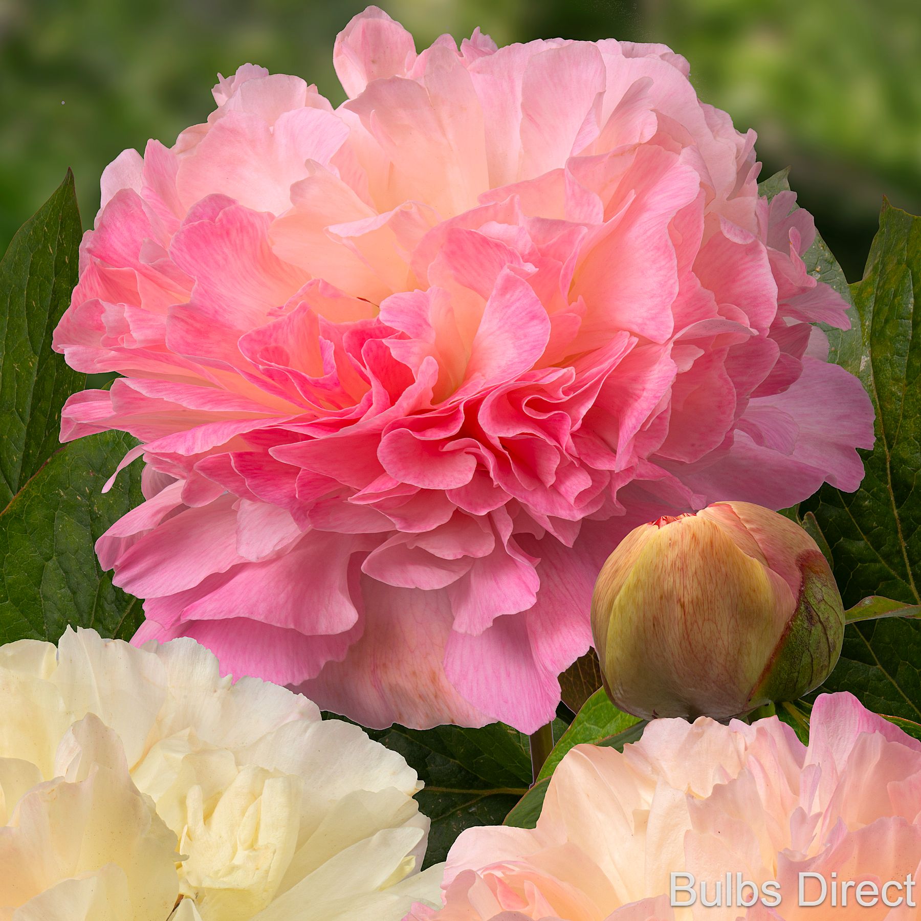 Bulbs Direct Peonies Lois' Choice Peonies | Buy Peony plants online | Bulbs Direct