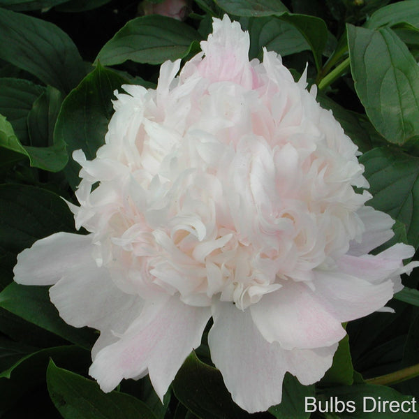 Mister Ed Peonies | Buy Mr Ed Peony Plants Online | Bulbs Direct