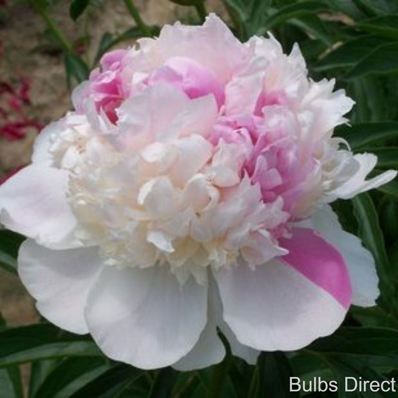 Bulbs Direct Peonies Mister Ed Peonies | Buy Mr Ed Peony Plants Online | Bulbs Direct