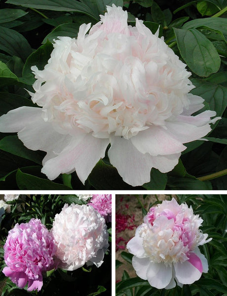 Mister Ed Peonies | Buy Mr Ed Peony Plants Online | Bulbs Direct