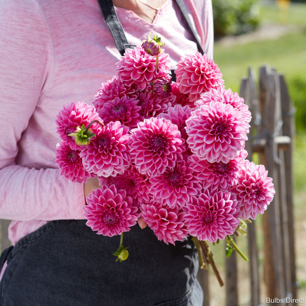 Pink Sylvia