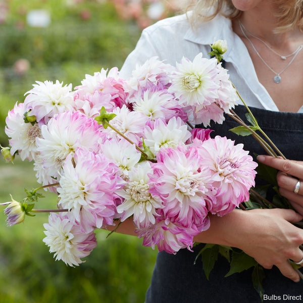 Pink Petticoat