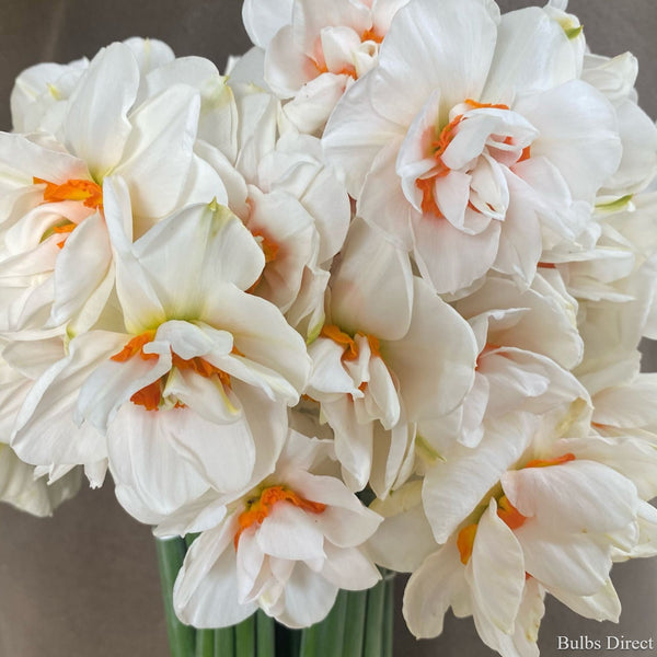 Pit Cairn Daffodil | Order Daffodil Bulbs online | Bulbs Direct