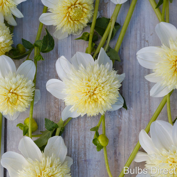 Platinum Blonde Dahlias | Order Dahlia Tubers online - Bulbs Direct NZ