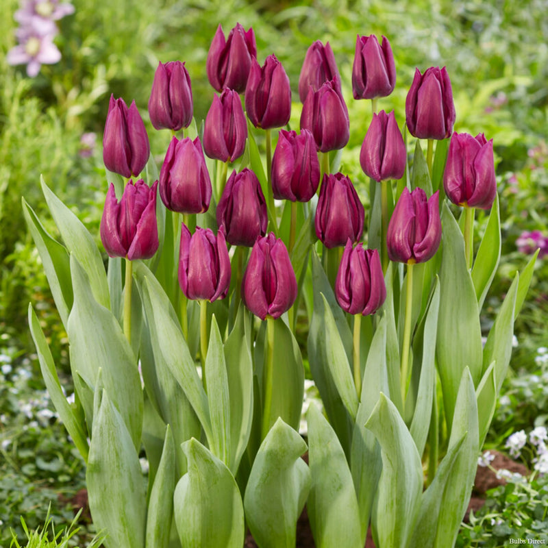 Tulip Purple Valley | Order Tulip bulbs online | Bulbs Direct NZ