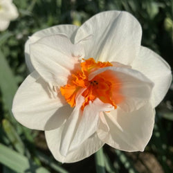 Rebecca_Ann_David_Bell_Daffodil