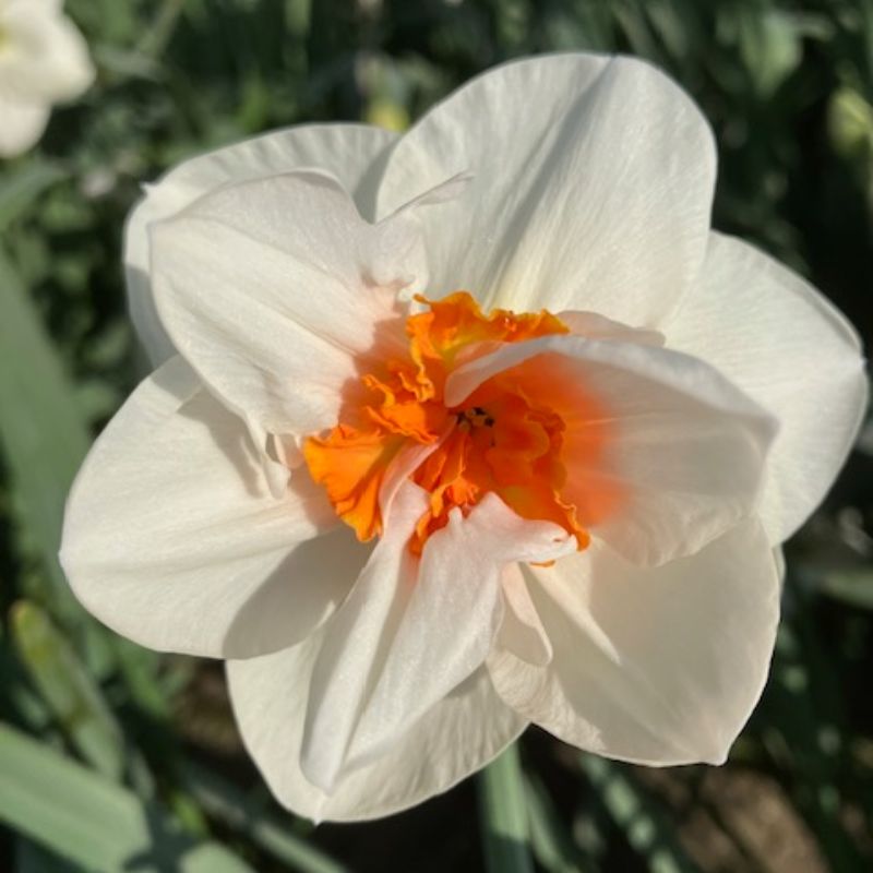 Rebecca_Ann_David_Bell_Daffodil