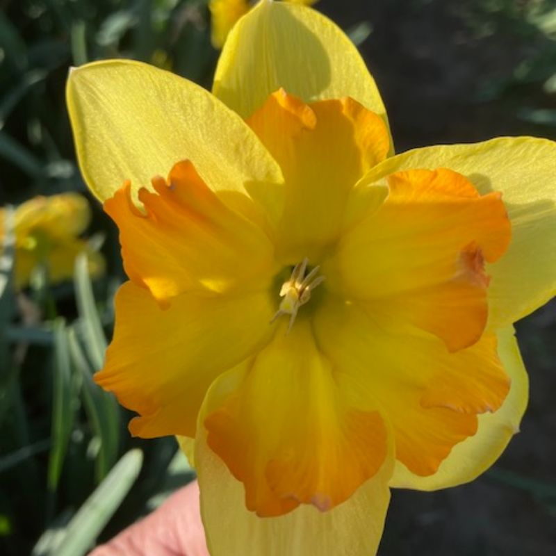 River Gold Cross David Bell Daffodil