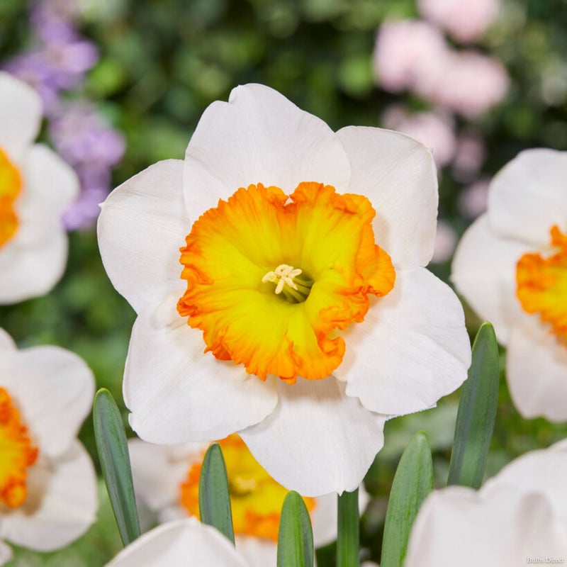 Bulbs Direct Roulette Daffodils | Order Daffodil Bulbs online | Bulbs Direct NZ