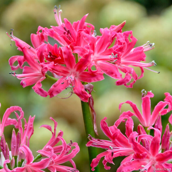 Rushmere Star Nerine - Pink