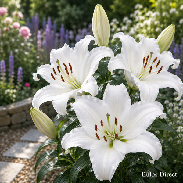 Bulbs Direct Sempione Oriental Lily | Buy Oriental Lily Bulbs online | Bulbs Direct