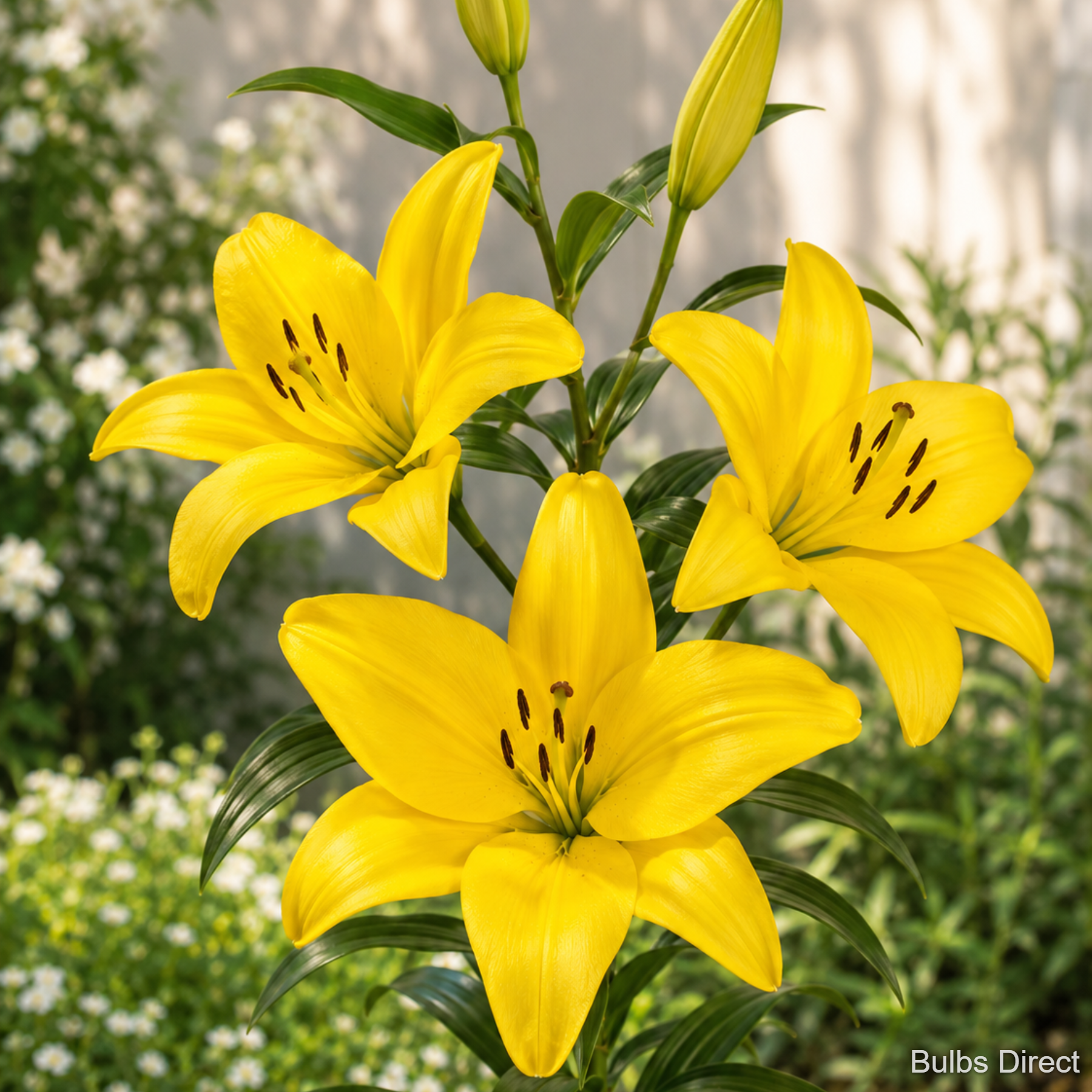 Sustain Asiatic Lily | Order Lily Bulbs online | Bulbs Direct NZ