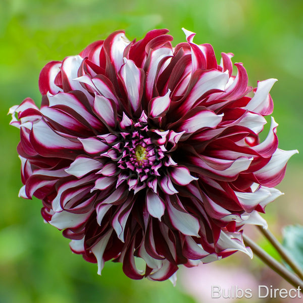 Tartan Dahlias | Order Your Dahlia Tubers Online - Bulbs Direct