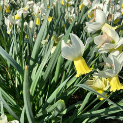 Un-Named 32 David Bell Daffodil