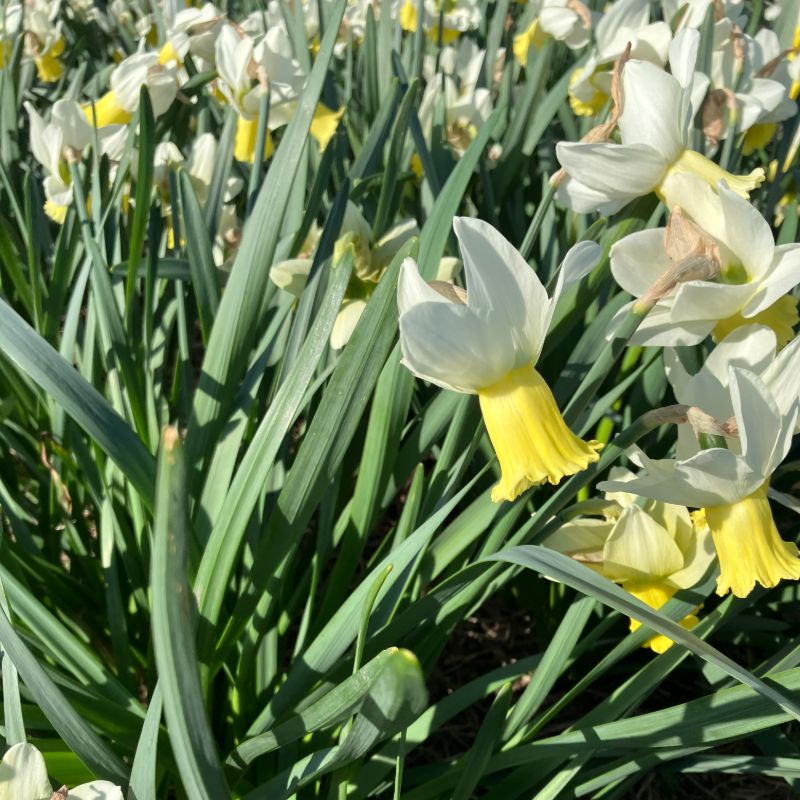 Un-Named 32 David Bell Daffodil