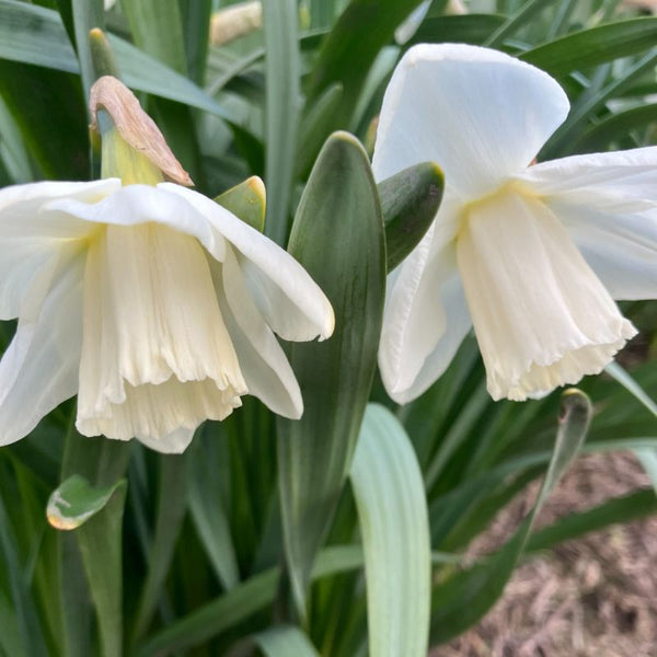 Un-Named 46 David Bell Daffodil