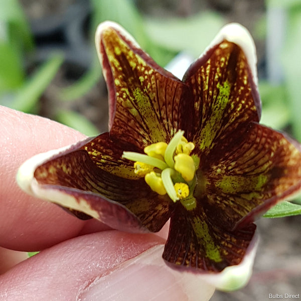 Biflora var. Ineziana (Dwarf Green)