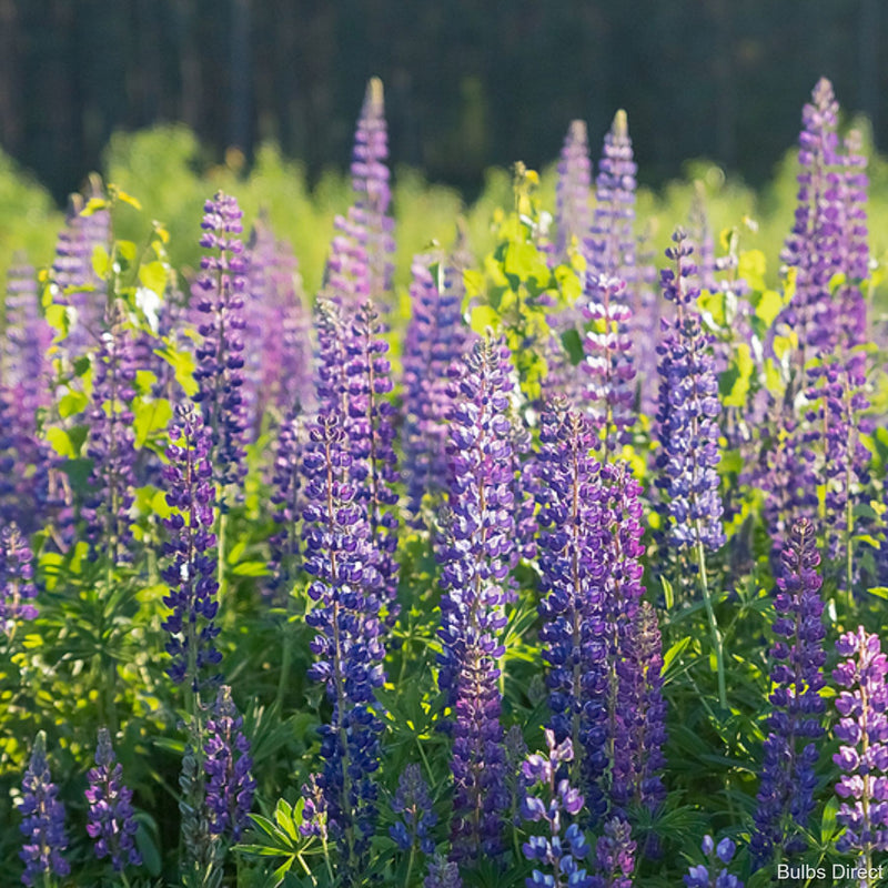 Blue Lupins