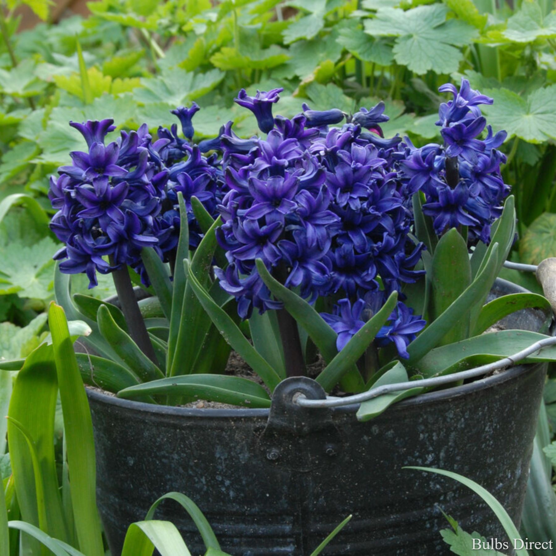 Bulbs Direct Spring Field Hyacinth | Order Hyacinth Bulbs online | Bulbs Direct NZ