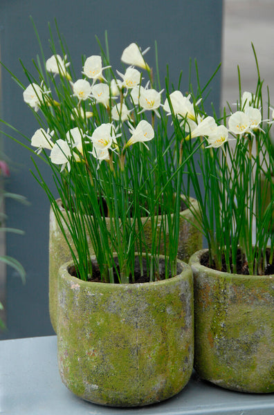 Bulbs Direct White Petticoat Daffodil | Order Daffodil Bulbs online | Bulbs Direct NZ