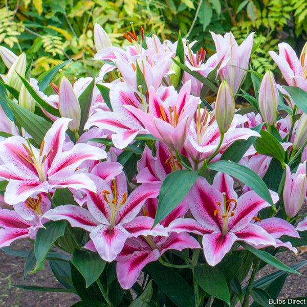 Jaybird Oriental Lilies | Order Lily Bulbs online | Bulbs Direct NZ