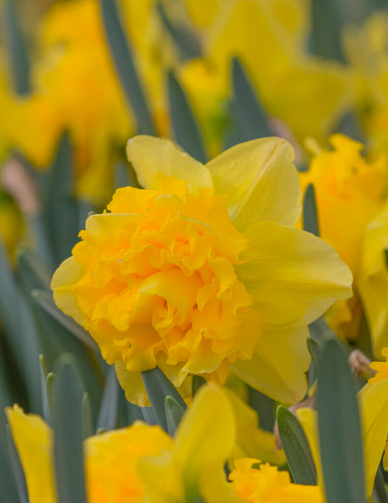 Twinflower Daffodil | Order Daffodil Bulbs today | Bulbs Direct NZ