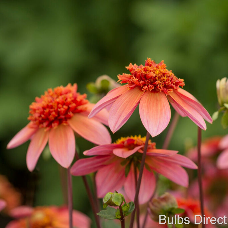 dahlia totally tangerine seeds Totally Tangerine Dahlias | Order Dahlia Tubers online