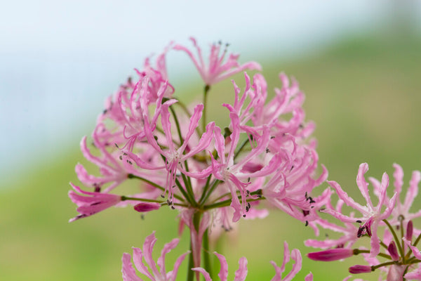 Petronella Nerine | Buy Nerine Bulbs online | Bulbs Direct