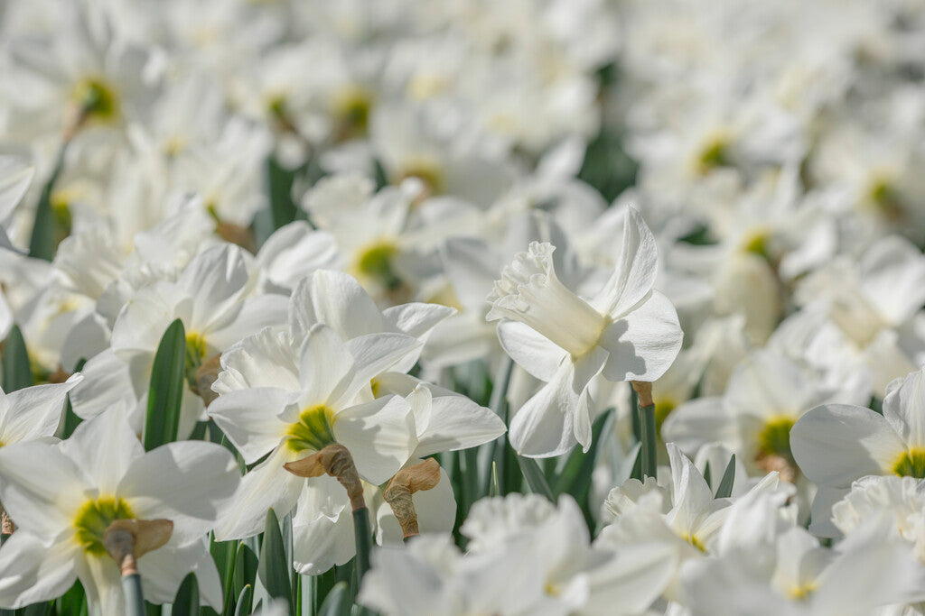 Bulbs Direct Watch Up Daffodil | Order Daffodil Bulbs online | Bulbs Direct NZ