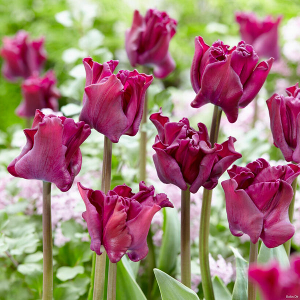 crown of negrita tulip nz
