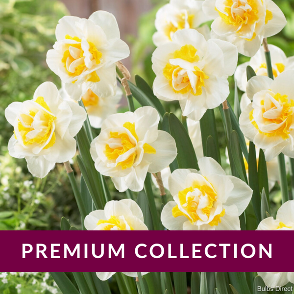 Double Pam Daffodil Order Daffodil Bulbs online Bulbs Direct NZ